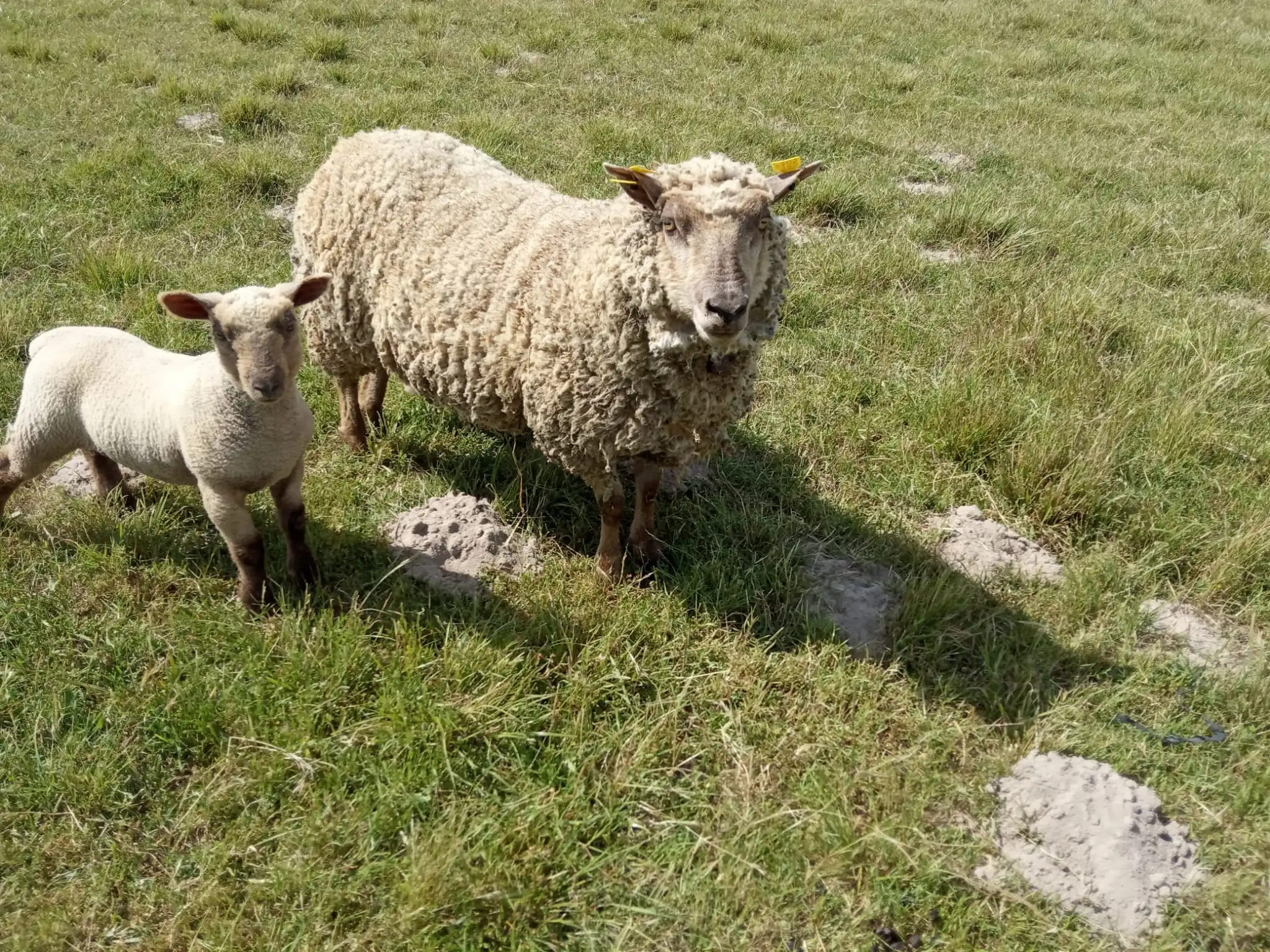 Ovelha com cria na Quinta Casa do Plátano