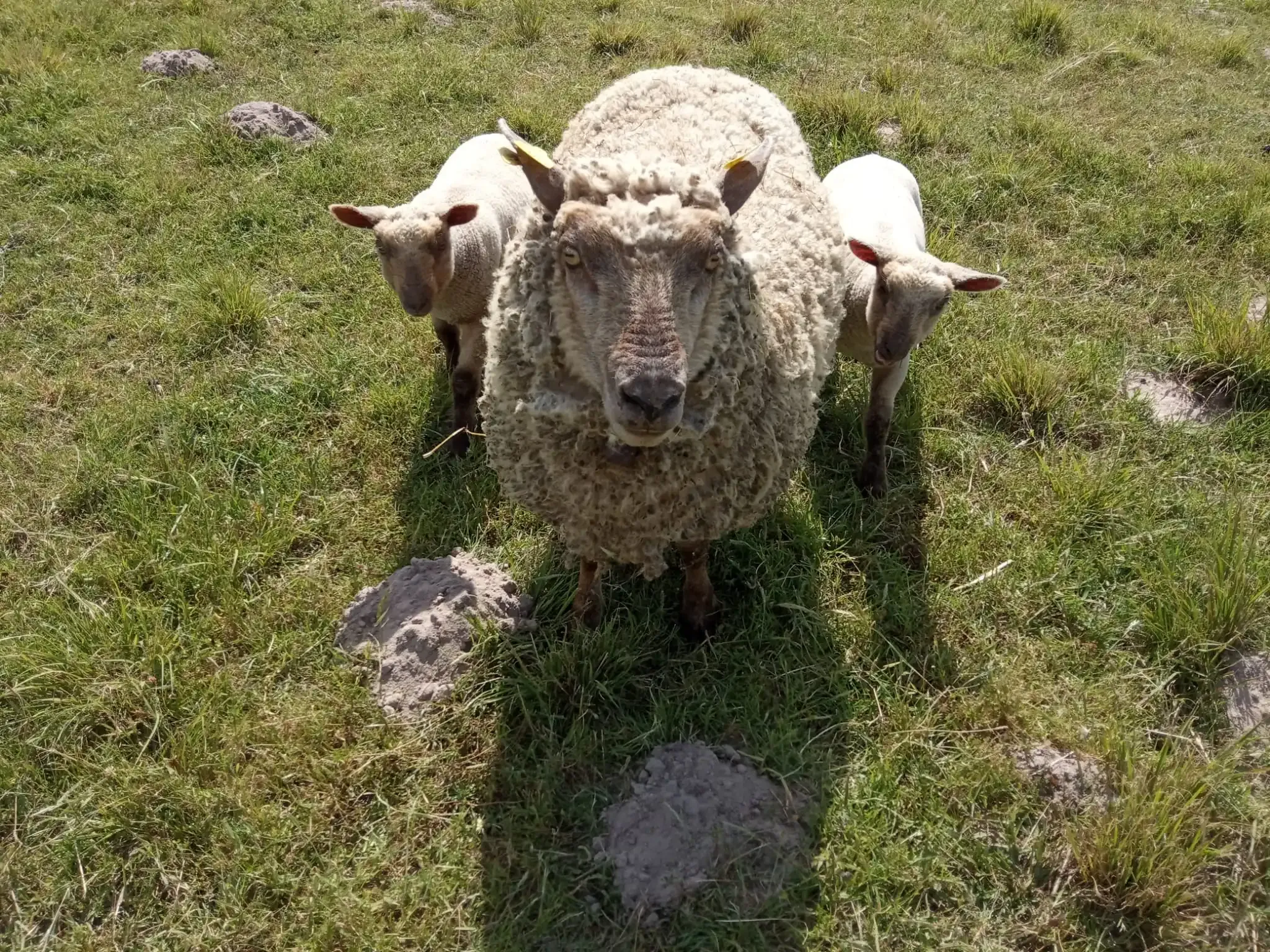 Ovino Mouton Vendéen na Quinta Casa do Plátano