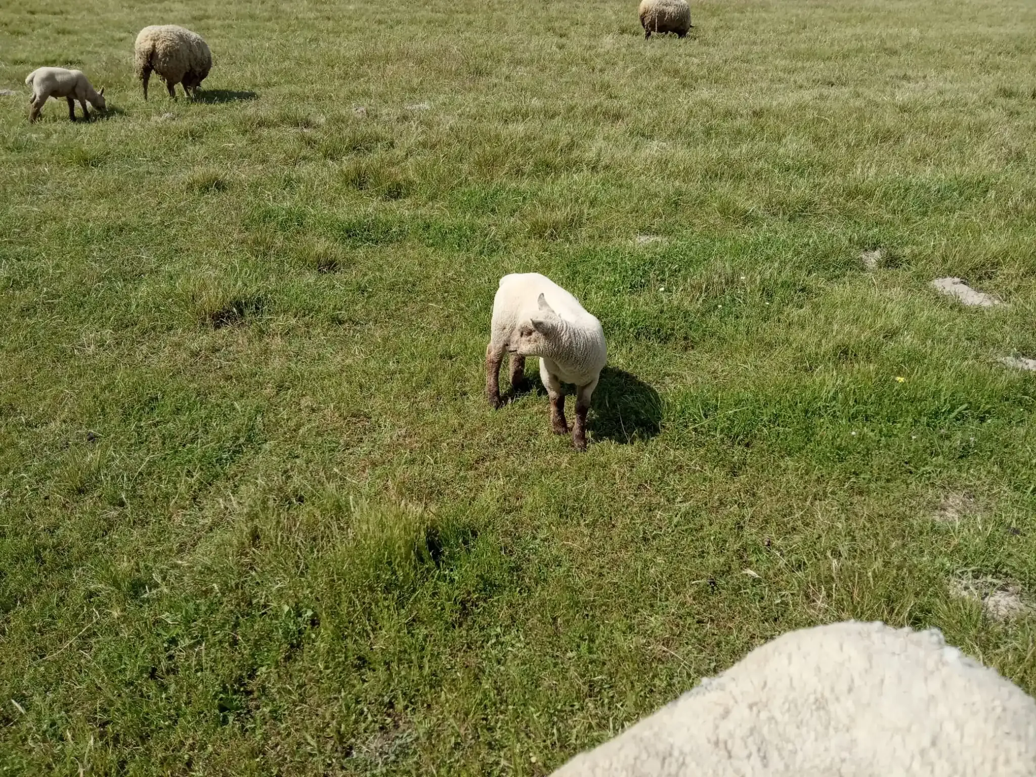 Borrego na pastagem da Quinta Casa do Plátano
